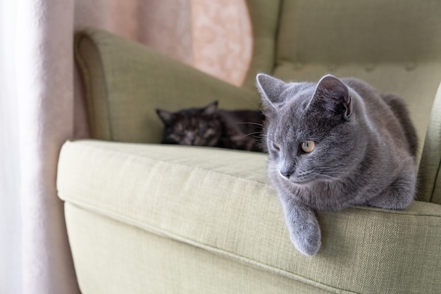 緑の肘掛け椅子に座っている国産の灰色のショートヘアの猫のクローズアップの肖像画 家に2匹の猫 動物病院 動物飼料 猫のブログの画像 プレミアム写真