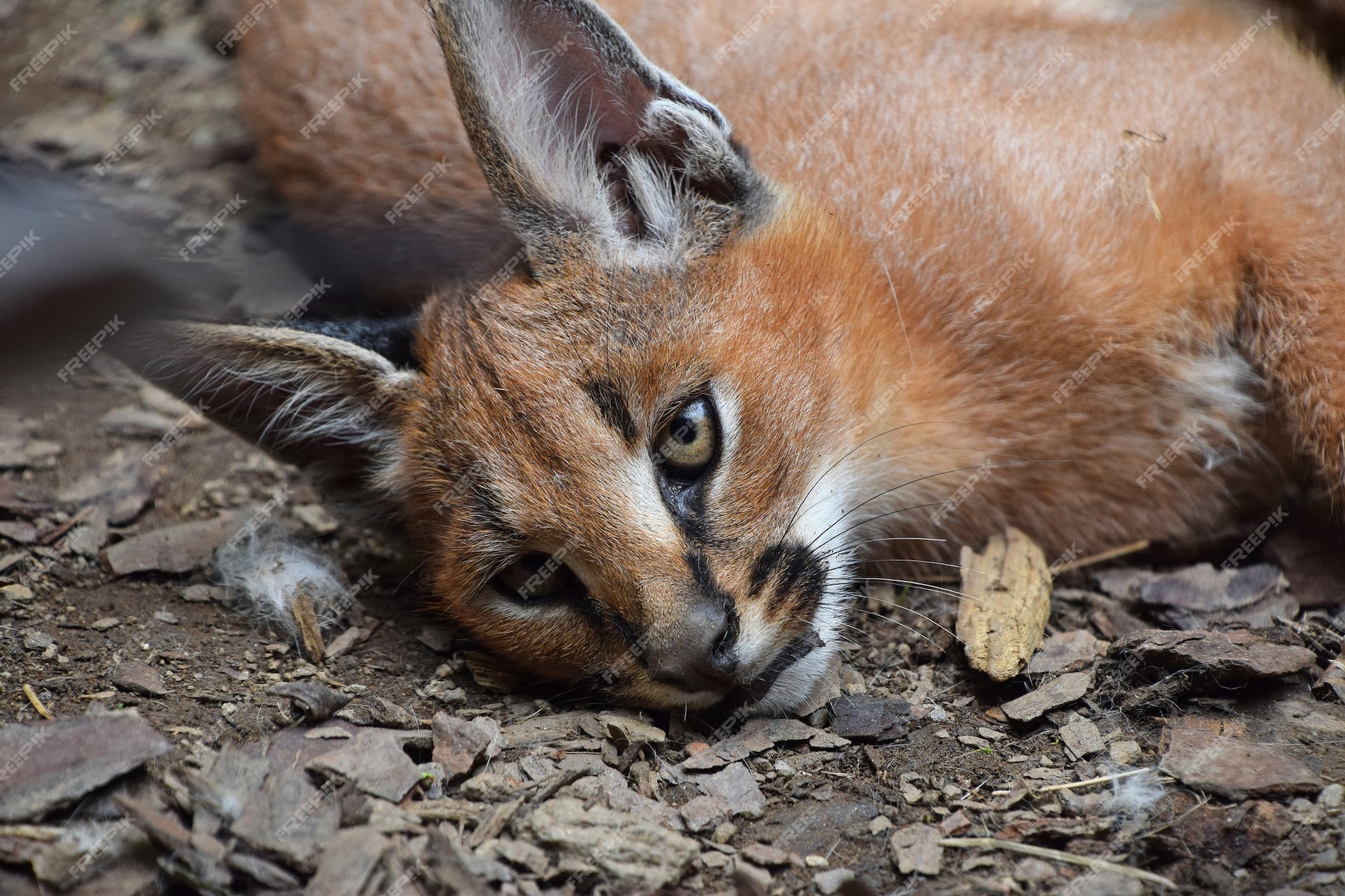 Premium Photo | Close up portrait of one cute baby caracal kitten ...