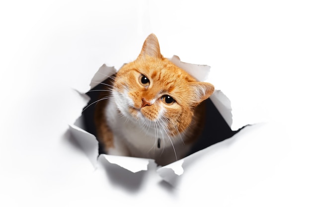 Premium Photo | Close up portrait of red cat through white torn paper hole