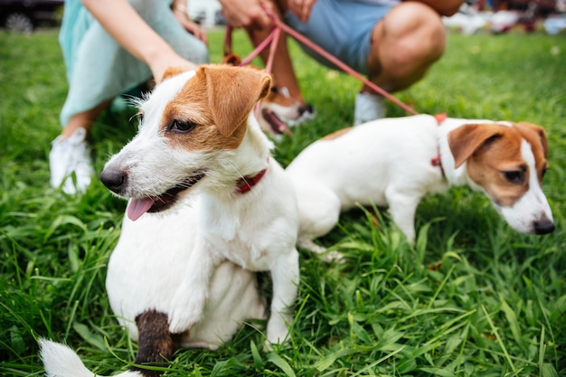 Premium Photo | Close up portrait of three jack russels dogs on leash ...