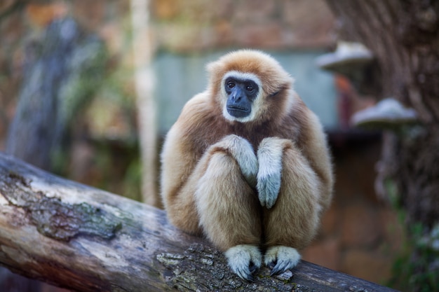 close-up-portrait-white-handed-gibbon-lar-gibbon-monkey-sitting-branch-zoo_124463-56.jpg