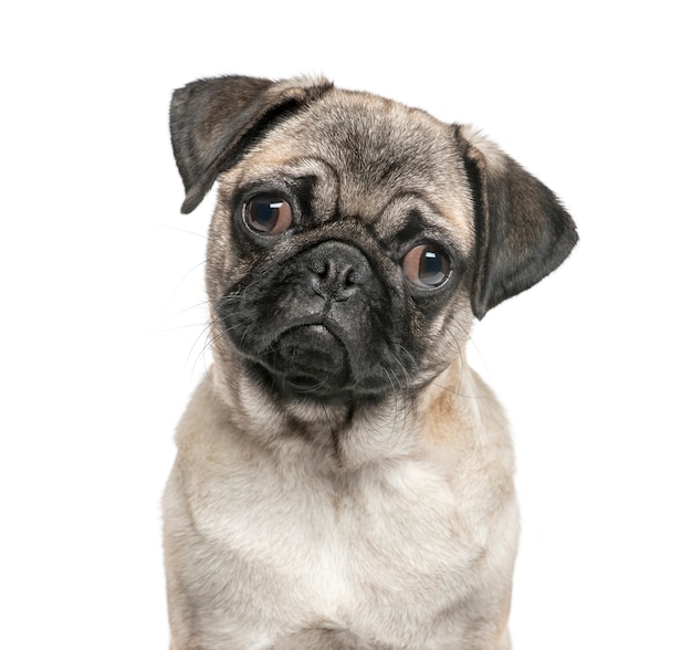 Premium Photo | Close-up of a pug, isolated on white