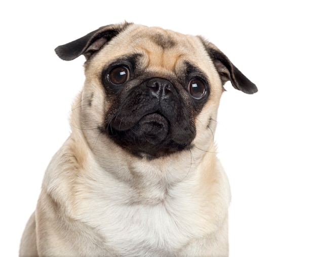 Premium Photo | Close up of a pug looking at the camera isolated on white