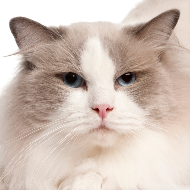 Premium Photo | Close-up of ragdoll cat, 2 years old. cat portrait isolated