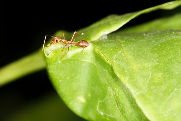 Premium Photo | Close up red ant on fresh leaf in nature