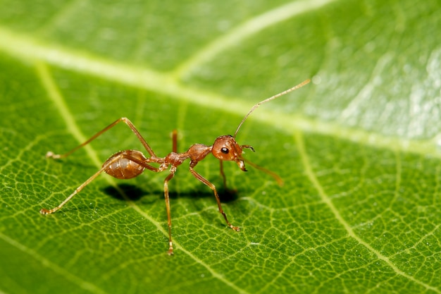 Premium Photo | Close up red ant on green leaf in nature at thailand