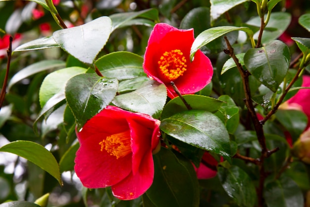 Premium Photo | Close-up of a red camellia freedom bell japanese ...