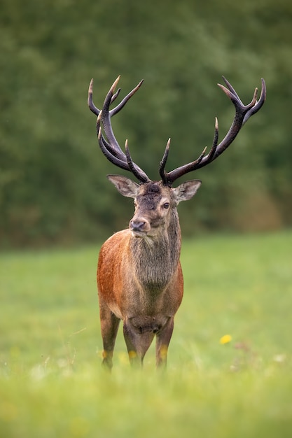 Premium Photo | Close-up of a red deer stag in summer with big antlers