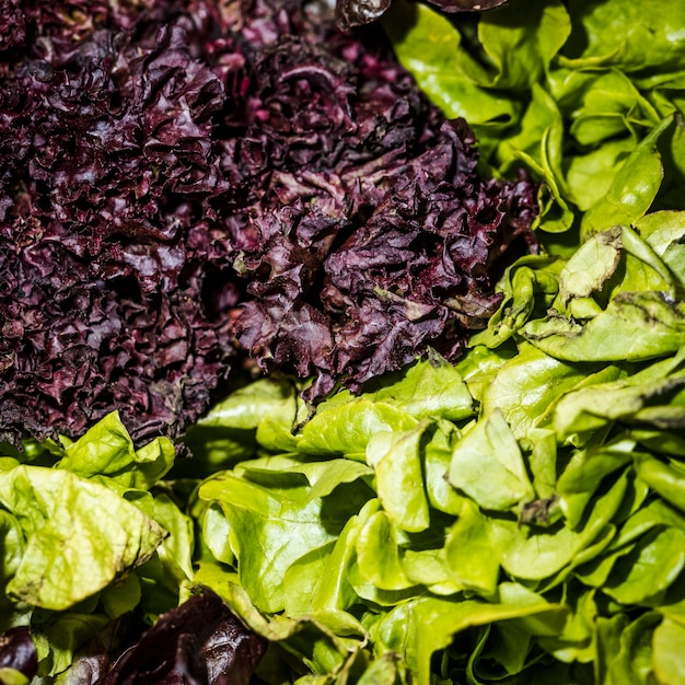 Close-up of red and green lettuce Photo | Free Download