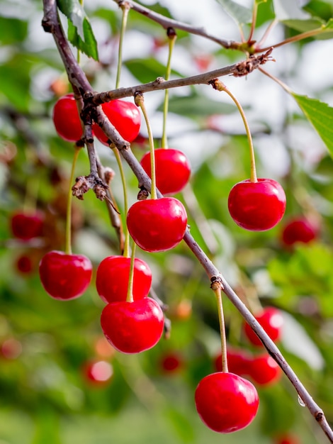 Premium Photo | Close up on red mature cherries on the tree