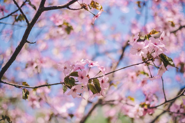 Close up sakura bloom, cherry blossom, cherry tree on a ...