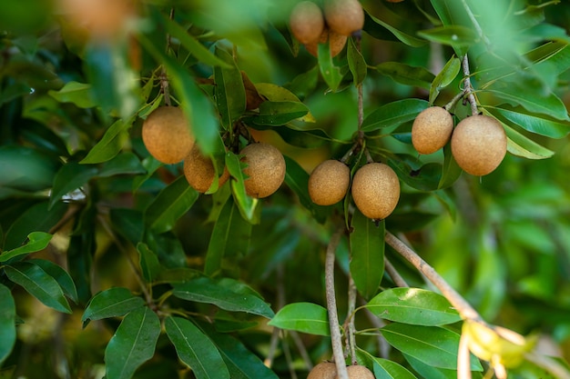 Premium Photo | Close up of sapodilla grow on the sapodilla tree in a ...