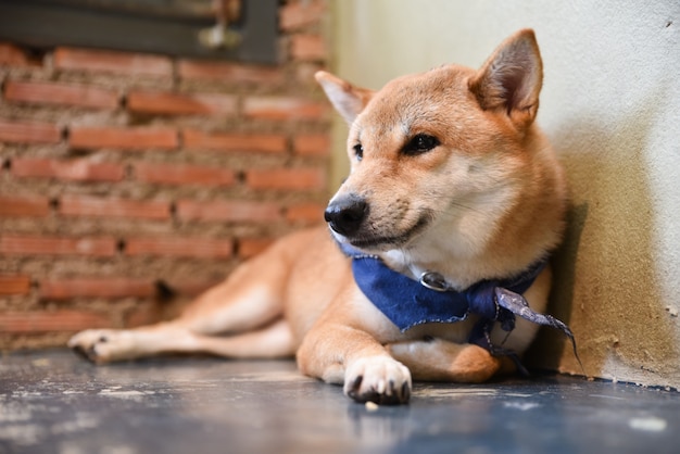 Close Up Of Shiba Inu Dog Lying On The Floor With Brick Wall