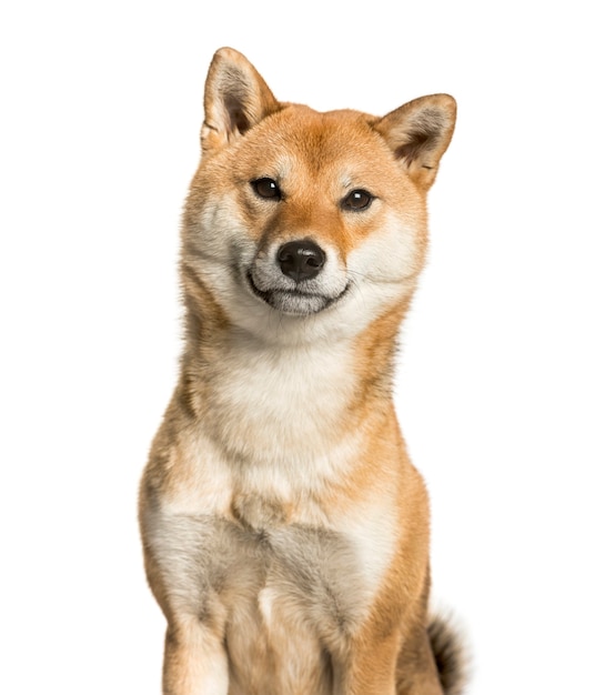 Premium Photo | Close-up of shiba inu, in front of white