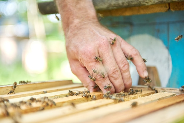 Premium Photo | Close up shot of beehives in apiary