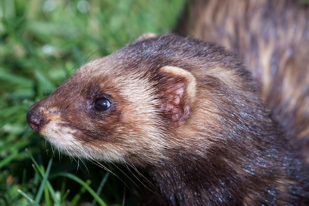 Premium Photo | Close-up shot of an european polecat (mustela putorius)