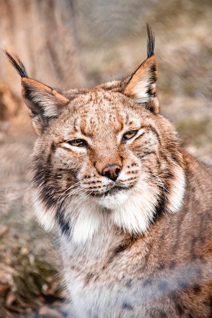 Premium Photo | Close up shot of a linx cat