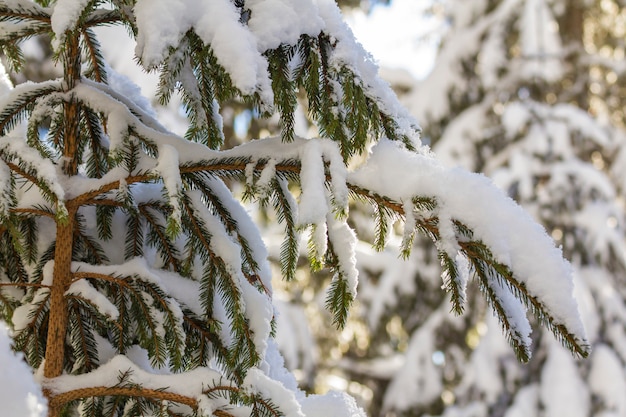 Premium Photo | Close-up shot of pine tree branche with needles with deep fresh clean snow on blurred blue outdoors