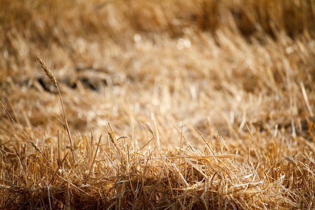 Close-up of single wheat ears against a background of blurred stubble from a wheat field Premium Photo