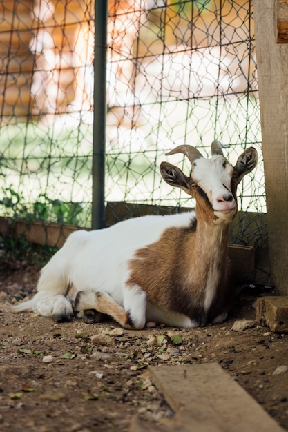 Free Photo | Close-up sitting farm goat in stable