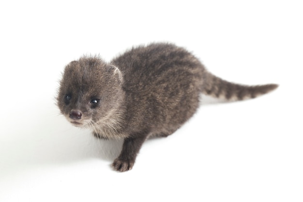 Premium Photo | Close-up of small indian civet