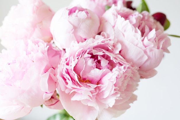 Premium Photo | Close up smooth pink petals peony flowers.