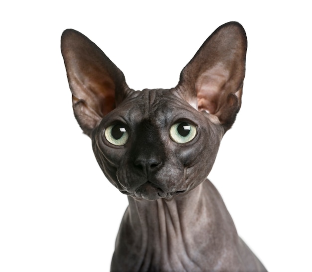 Premium Photo | Close-up of a sphynx in front of a white wall