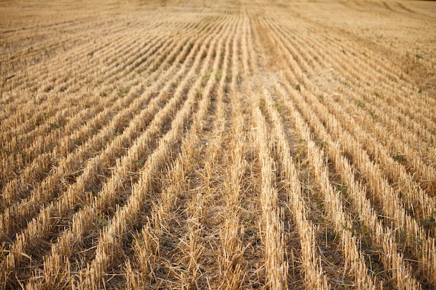 Premium Photo | Close-up of the stubble of a mowed wheat field of wheat ...