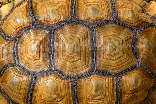 Premium Photo | Close up sulcata tortoise skin for animal skin