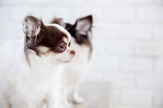 チワワ犬の目を閉じます 白い背景に白い茶色の犬の顔をソフトフォーカス プレミアム写真