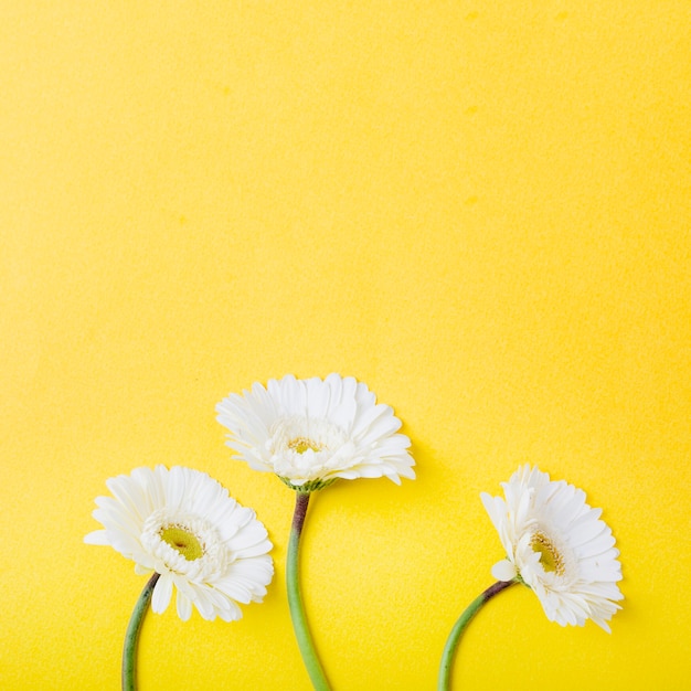 Featured image of post Yellow Background Images With Flowers