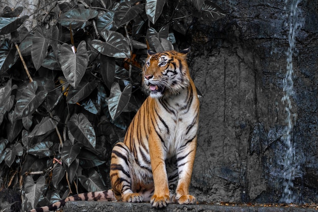 クローズアップの虎は暗い滝のトーンの前に座ります プレミアム写真