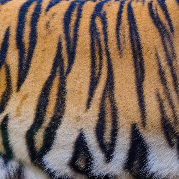 Premium Photo | Close up tiger skin texture background