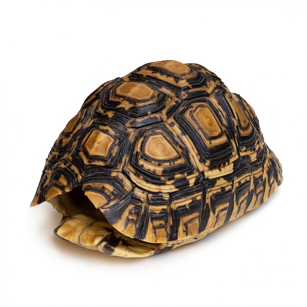 Premium Photo | Close-up of tortoise shell isolated on a white background