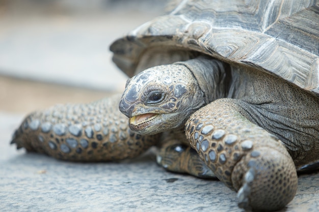 Premium Photo | Close up of a tortoise, side view