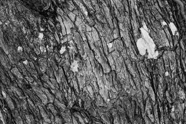 Free Photo | Close up tree texture