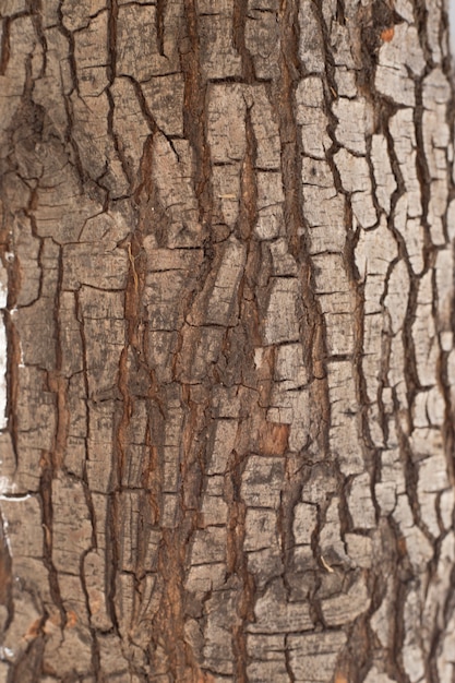 Free Photo | Close-up of tree trunk