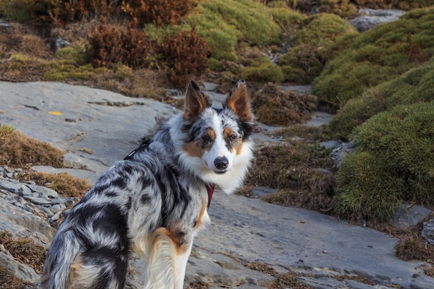 tricolor border collie