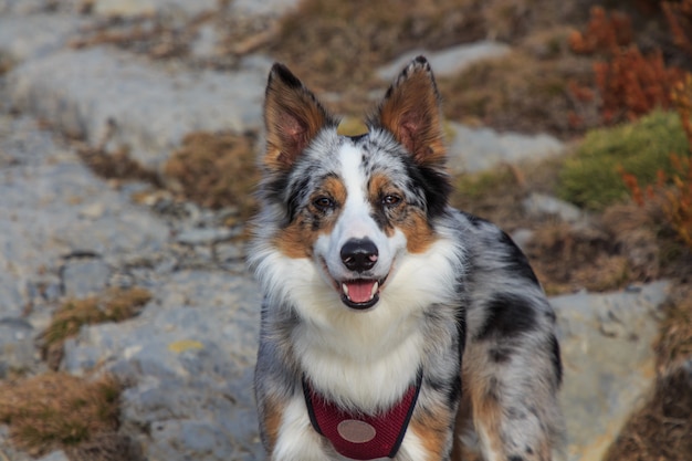 border collie tri color