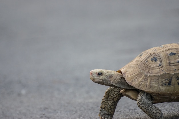 Premium Photo | Close up , turtle walking up on the road