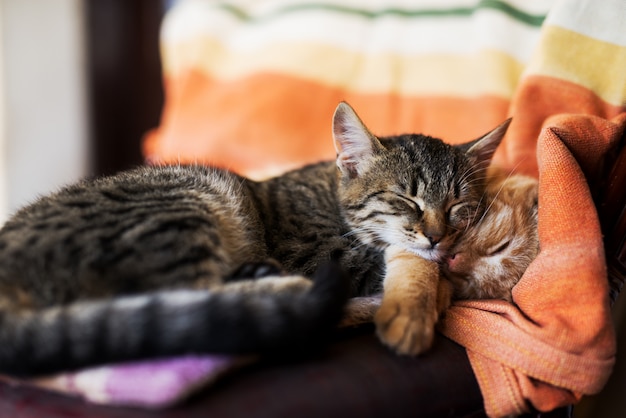 Premium Photo Close Up Of Two Beautiful Cats Sleeping On The Armchair