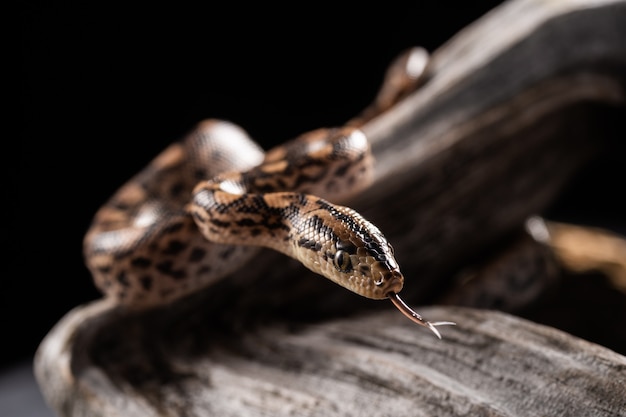 Premium Photo A Close Up Of The Venomous Snake Agkistrodon Saxatilis