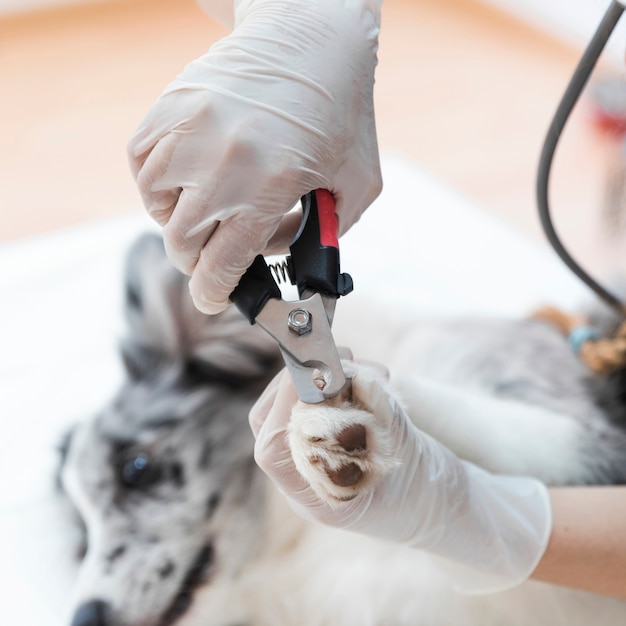 vet recommended dog nail clippers
