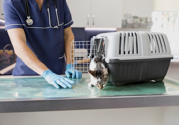 Close-up veterinarian with cat getting out of cage Free Photo 