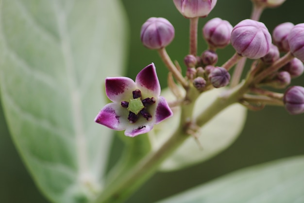 Premium Photo | Close-up view of the crown flower. arka plant.