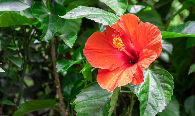 木の庭に赤いハイビスカスローザシネンシスまたはジョバの花のクローズアップビュー プレミアム写真