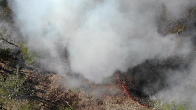 山火事のクローズアップビュー 森林火災の炎を広げます 自然災害 気候変動 地球規模のワーミング 火 山火事 煙と炎の中で燃える芝生のフィールド 地球の概念 プレミアム写真