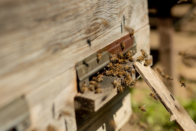 Premium Photo | A close-up view of the working bees bringing flower ...