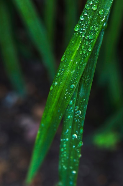 Free Photo | Close-up water droplets on grass