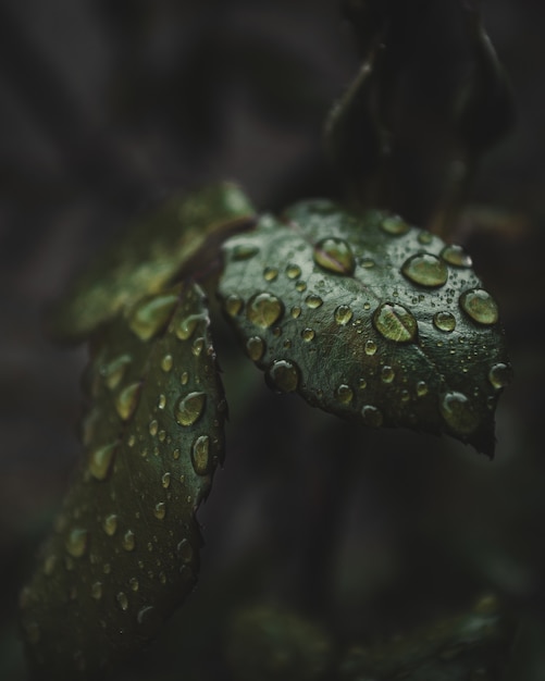 close-up-water-drops-plant-s-leaves_1816